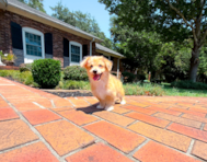 9 week old Aussiechon Puppy For Sale - Simply Southern Pups