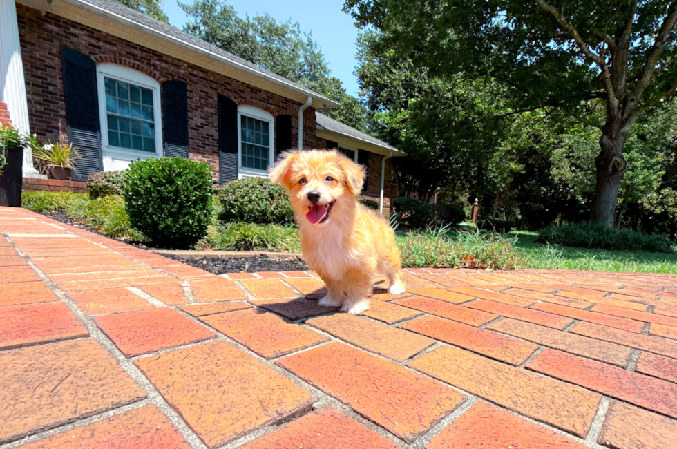 9 week old Aussiechon Puppy For Sale - Simply Southern Pups