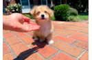 Cute Aussiechon Designer Pup