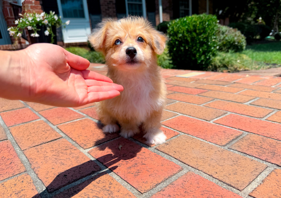 Cute Aussiechon Designer Pup