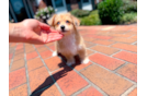 Aussiechon Puppy for Adoption