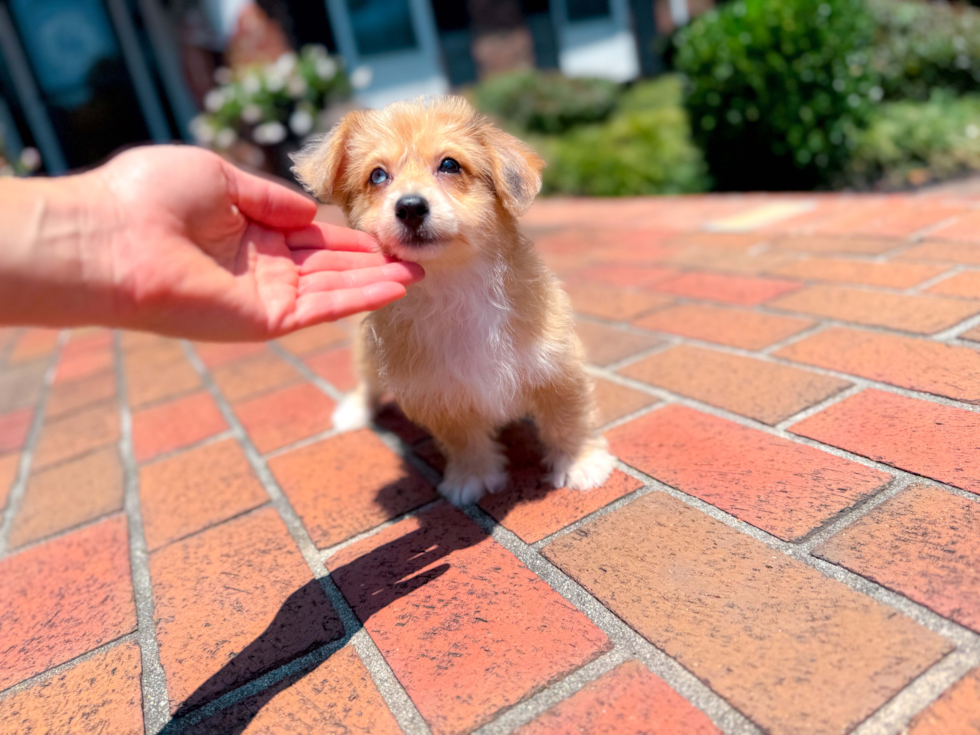 Aussiechon Puppy for Adoption