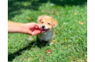 Aussiechon Puppy for Adoption