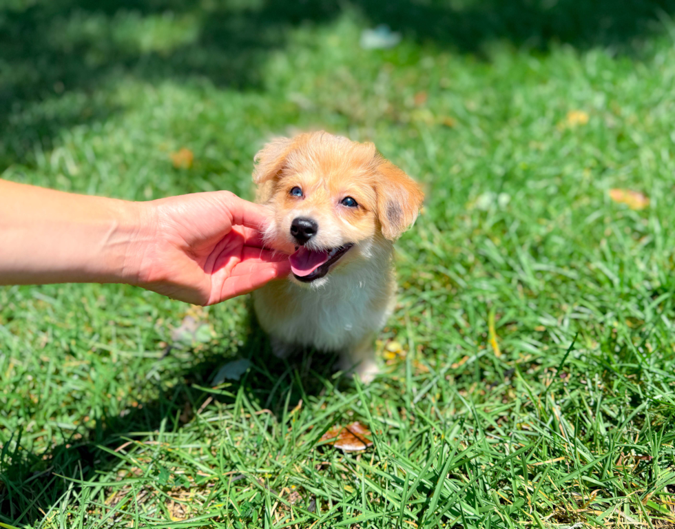 Aussiechon Puppy for Adoption