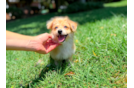 Cute Aussiechon Designer Pup