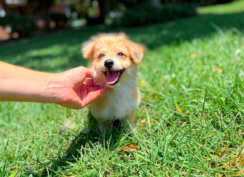 Cute Aussiechon Designer Pup