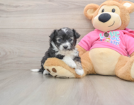 6 week old Aussiechon Puppy For Sale - Simply Southern Pups