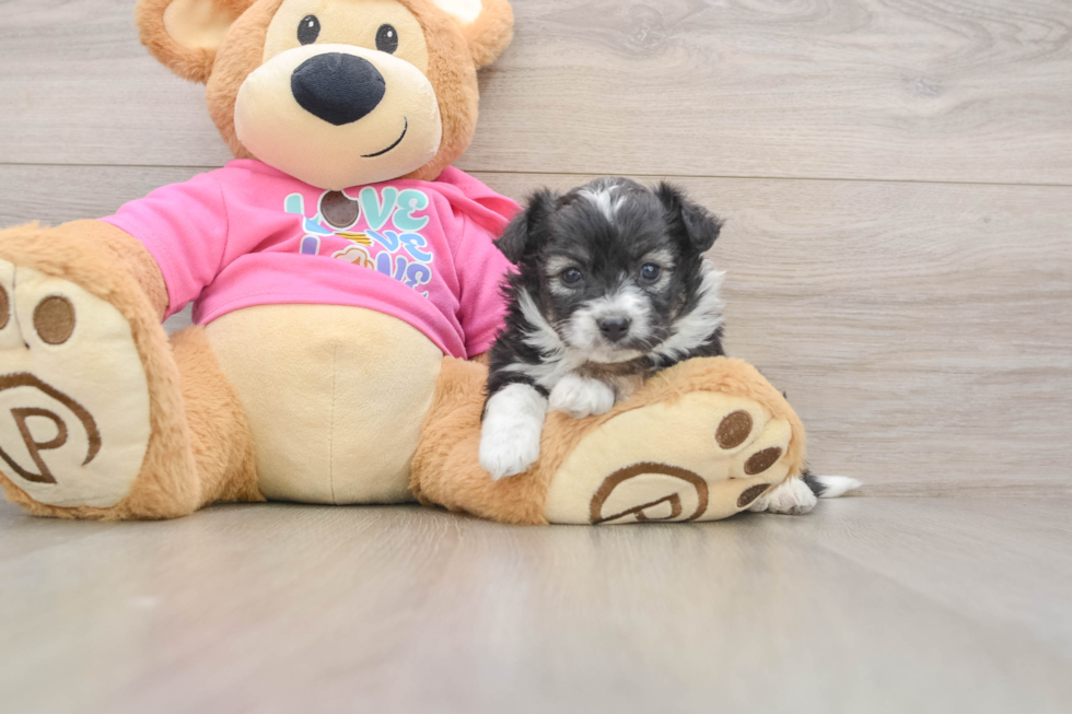 Best Aussiechon Baby