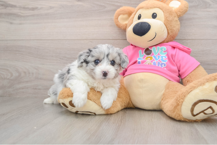 Playful Aussie Bichon Designer Puppy