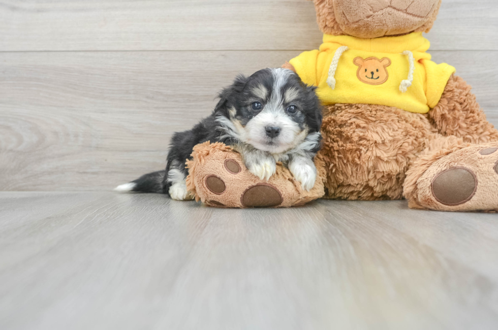5 week old Aussiechon Puppy For Sale - Simply Southern Pups