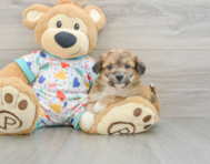 8 week old Aussiechon Puppy For Sale - Simply Southern Pups