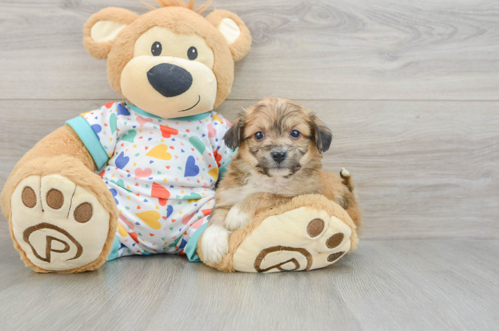 5 week old Aussiechon Puppy For Sale - Simply Southern Pups