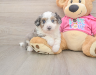 6 week old Aussiechon Puppy For Sale - Simply Southern Pups