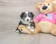 5 week old Aussiechon Puppy For Sale - Simply Southern Pups
