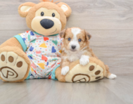 8 week old Aussiechon Puppy For Sale - Simply Southern Pups