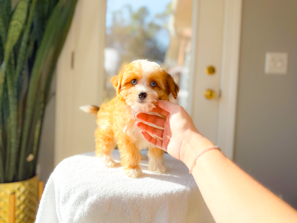 Cute Aussiechon Designer Pup