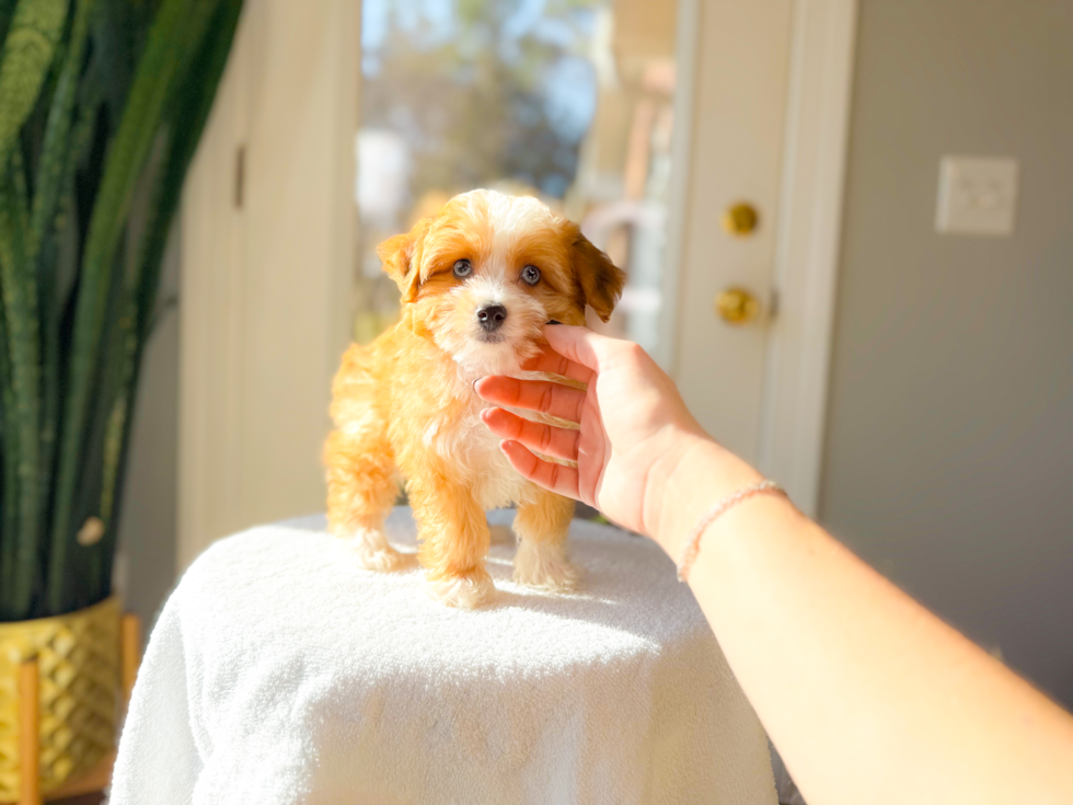 Aussiechon Pup Being Cute