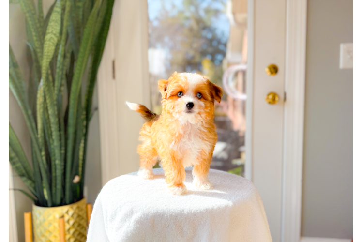 Cute Aussiechon Baby