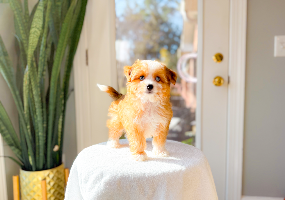 Cute Aussiechon Baby