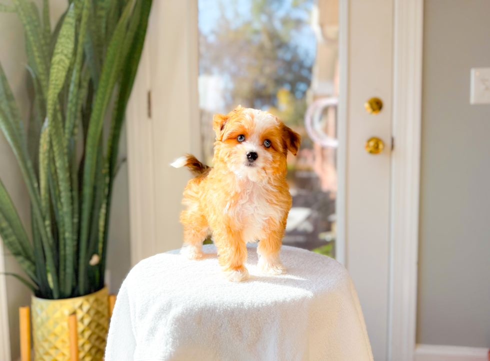 Aussiechon Puppy for Adoption