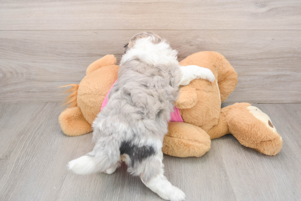 Popular Aussiechon Designer Pup