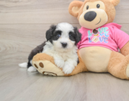7 week old Aussiechon Puppy For Sale - Simply Southern Pups