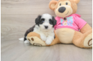 Energetic Aussie Bichon Designer Puppy