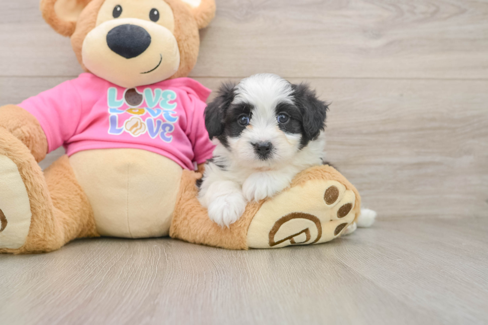 Aussiechon Puppy for Adoption