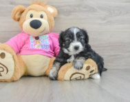 7 week old Aussiechon Puppy For Sale - Simply Southern Pups