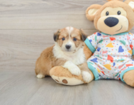 8 week old Aussiechon Puppy For Sale - Simply Southern Pups