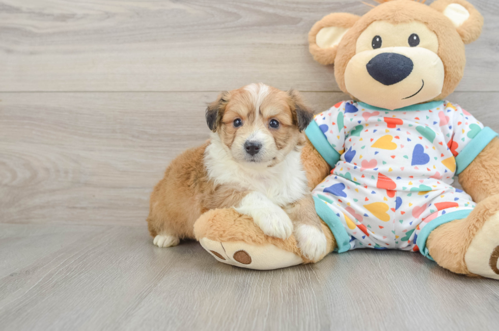 5 week old Aussiechon Puppy For Sale - Simply Southern Pups