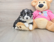 6 week old Aussiechon Puppy For Sale - Simply Southern Pups