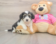 8 week old Aussiechon Puppy For Sale - Simply Southern Pups