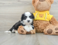 9 week old Aussiechon Puppy For Sale - Simply Southern Pups