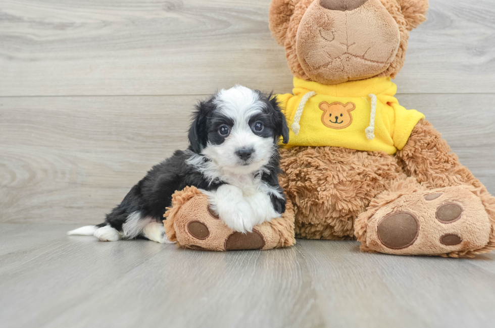 9 week old Aussiechon Puppy For Sale - Simply Southern Pups