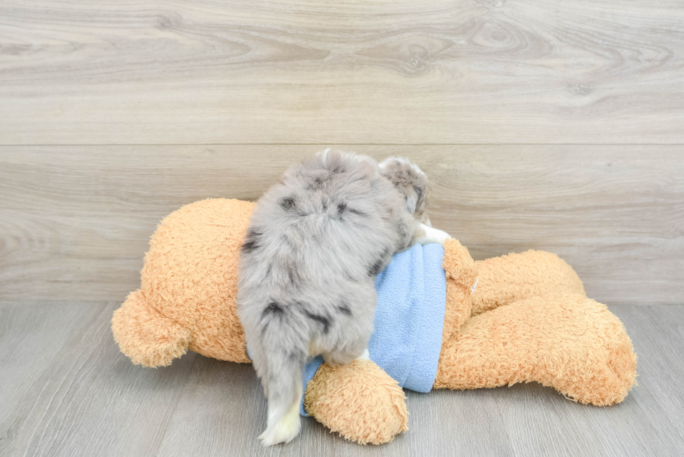 Playful Aussie Bichon Designer Puppy