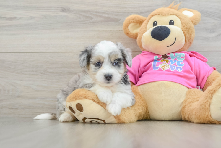 Playful Aussie Bichon Designer Puppy