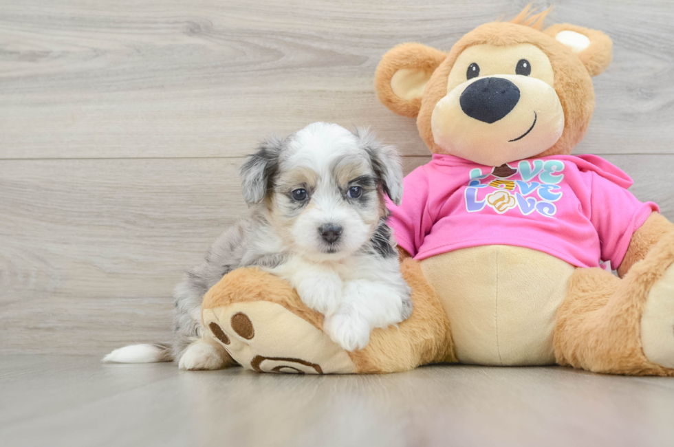 6 week old Aussiechon Puppy For Sale - Simply Southern Pups