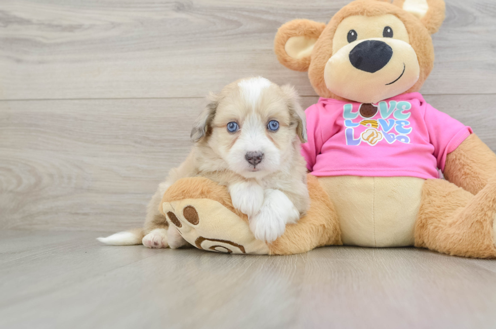 6 week old Aussiechon Puppy For Sale - Simply Southern Pups