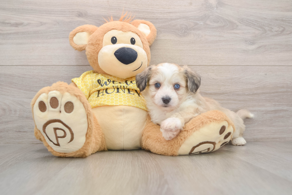 Energetic Aussie Bichon Designer Puppy