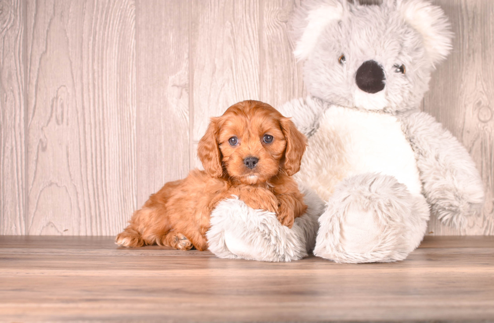 Aussiechon Pup Being Cute