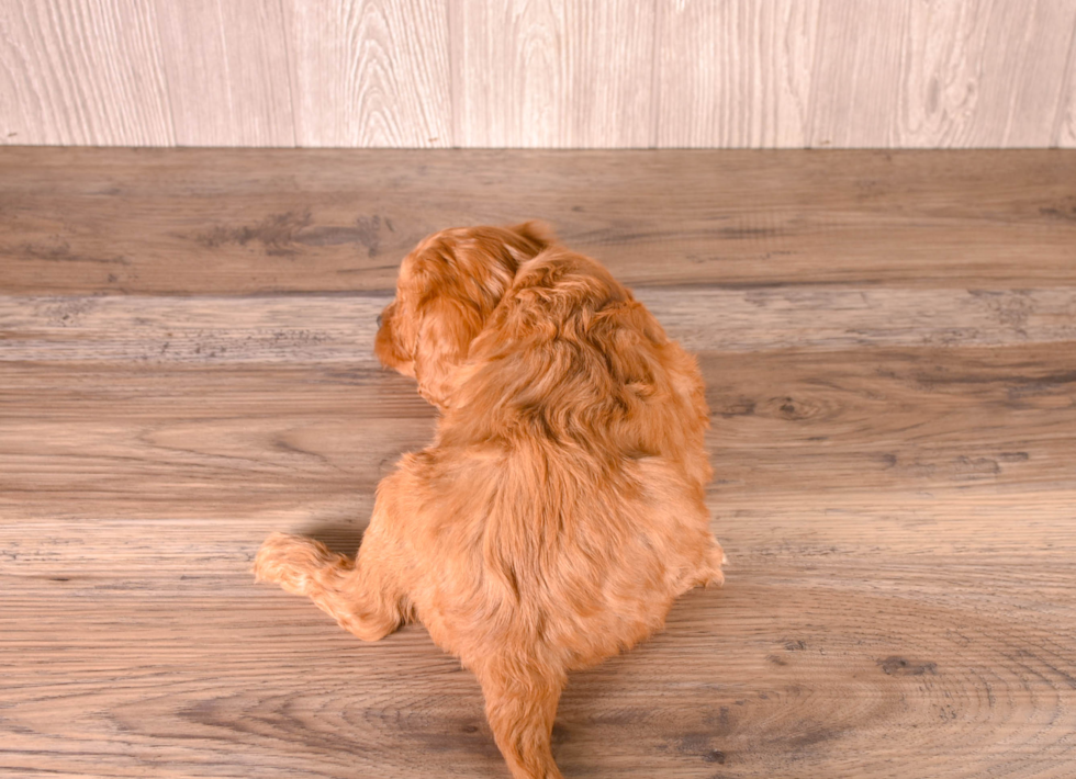 Aussiechon Puppy for Adoption