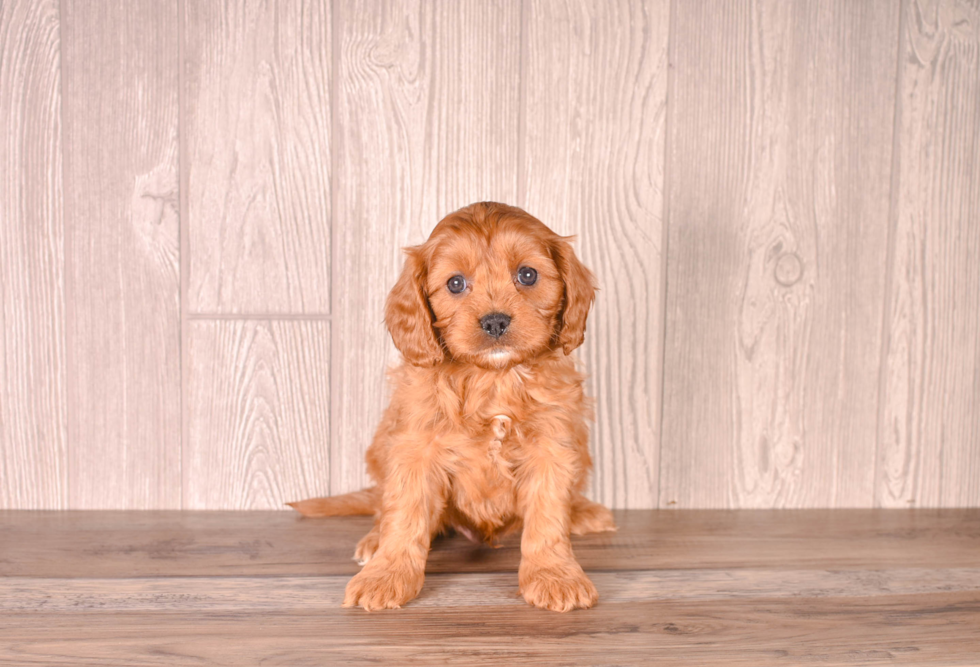 Cute Aussiechon Baby