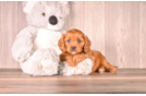 Aussiechon Puppy for Adoption