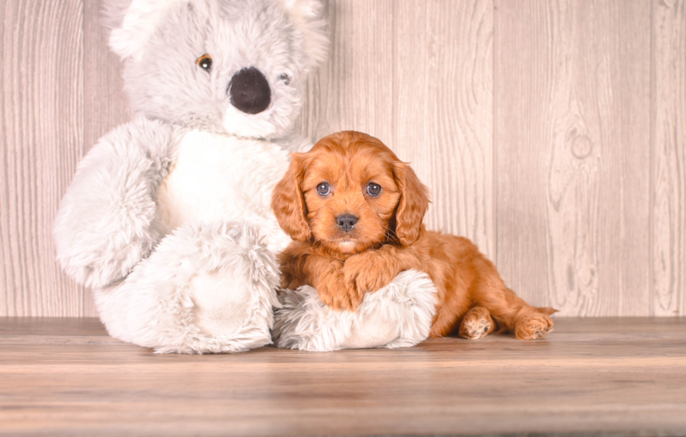 Aussiechon Puppy for Adoption