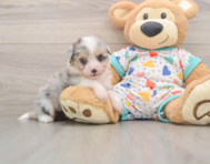 5 week old Aussiechon Puppy For Sale - Simply Southern Pups