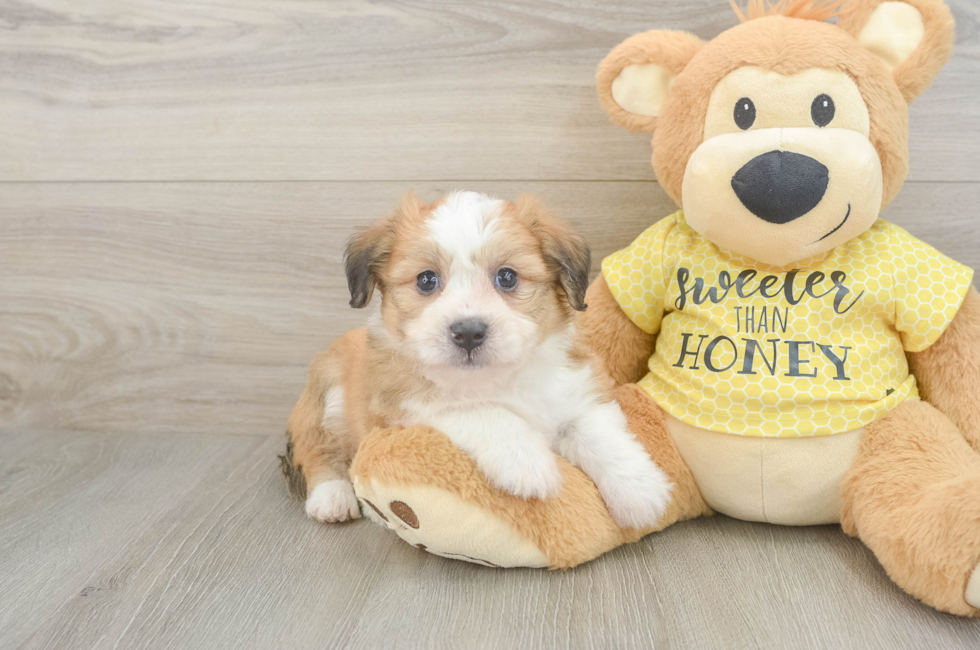 5 week old Aussiechon Puppy For Sale - Simply Southern Pups