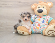 6 week old Aussiechon Puppy For Sale - Simply Southern Pups