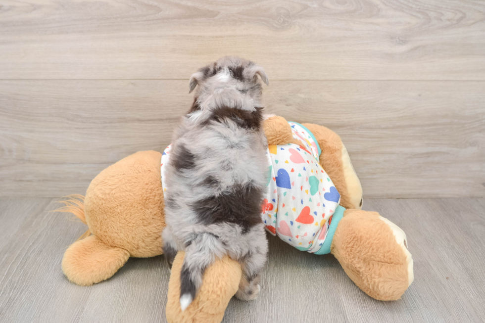 Little Aussie Bichon Designer Puppy