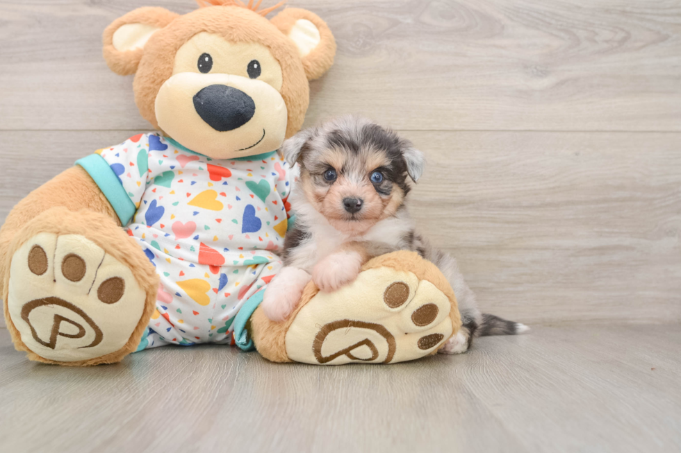 Petite Aussiechon Designer Pup